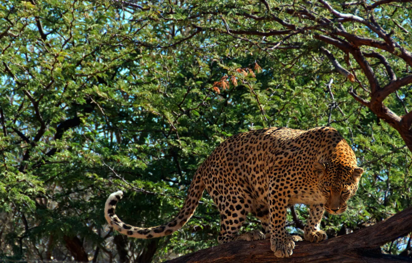 Фото обои взгляд, дерево, листва, хищник, леопард