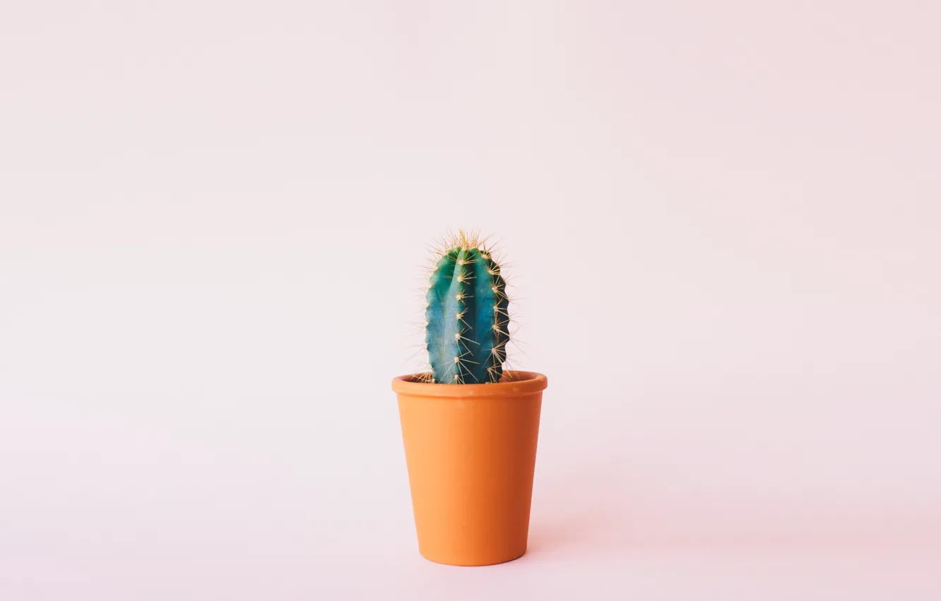 Фото обои flower, minimalism, cactus