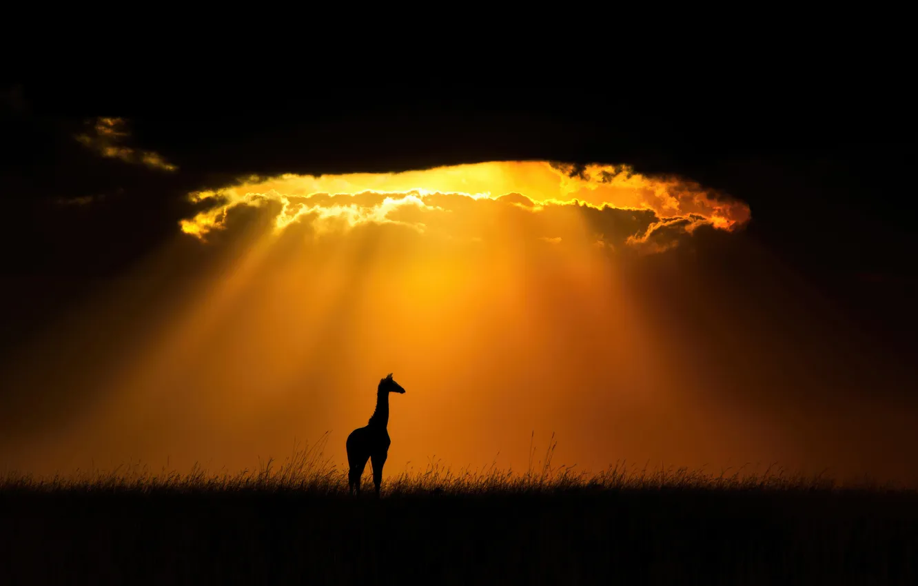 Фото обои national, giraffe, reserve, mara, masai