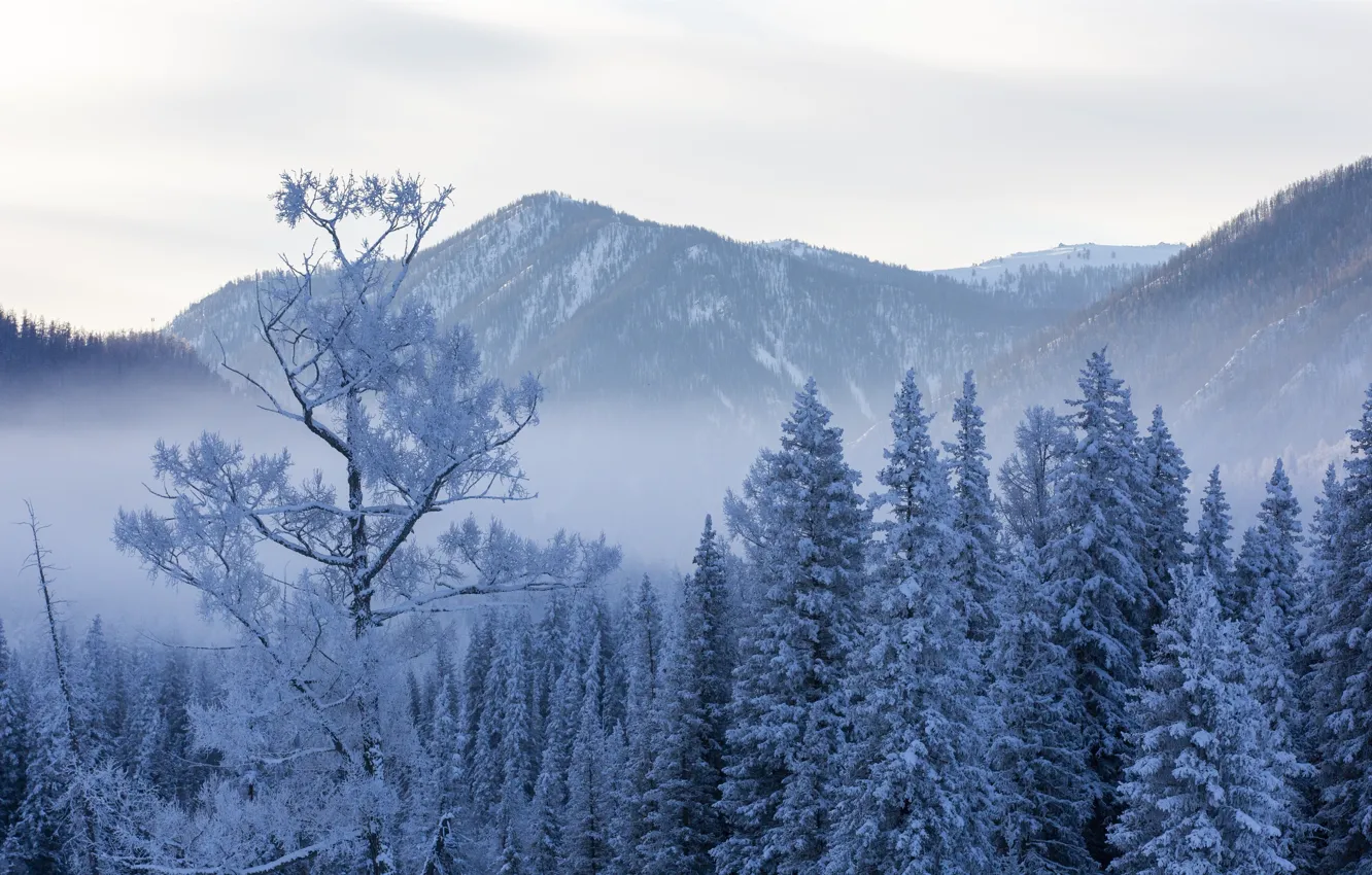 Фото обои зима, небо, снег, деревья, горы, туман, ели, sky
