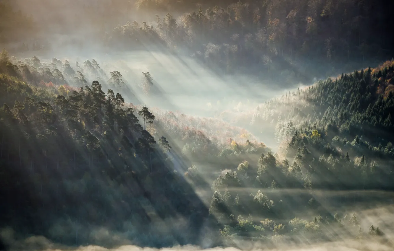Фото обои лес, горы, туман, солнечные лучи