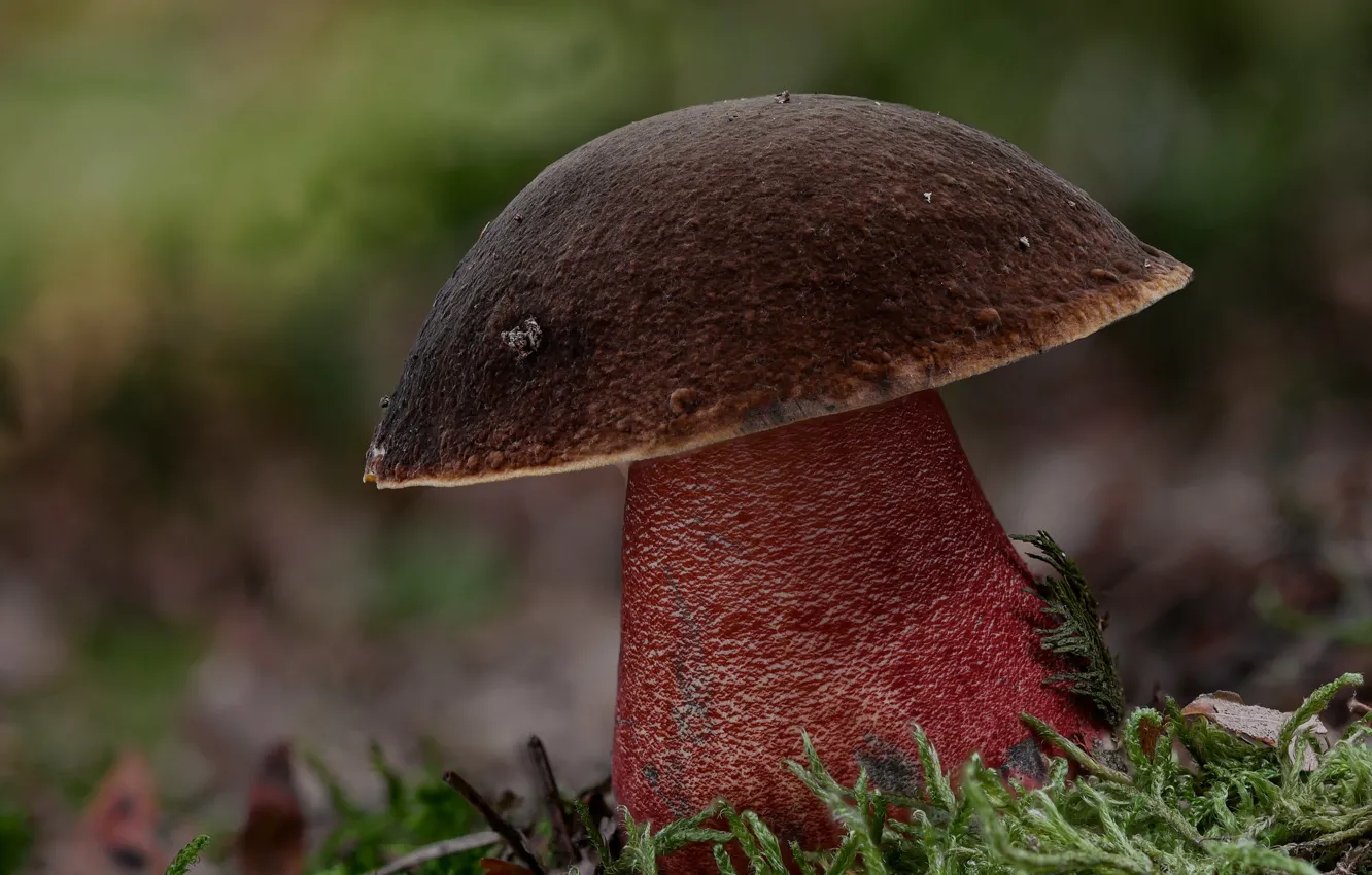 Фото обои осень, гриб, мох