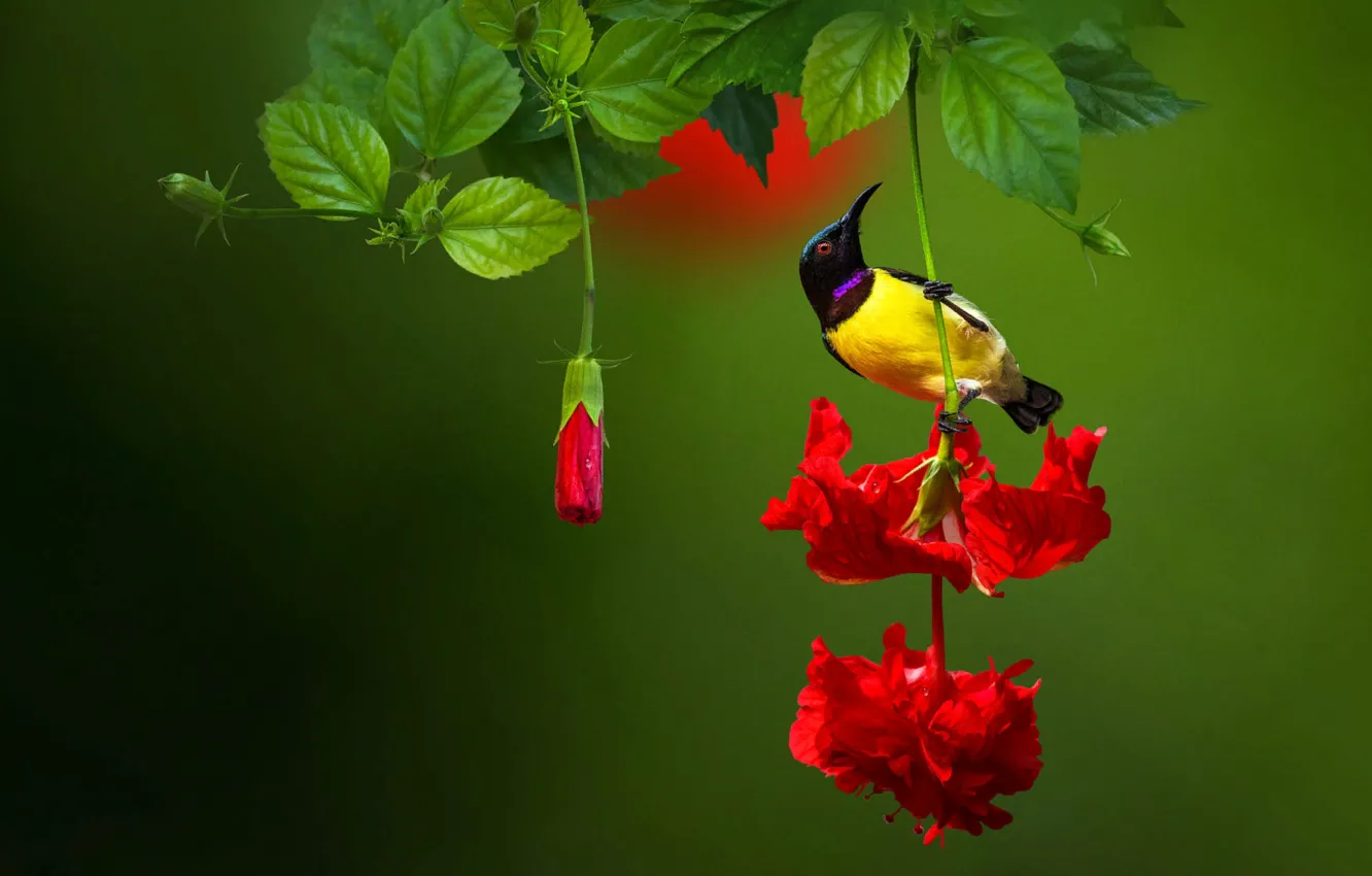 Фото обои цветок, листья, природа, птица, Индия, бутоны