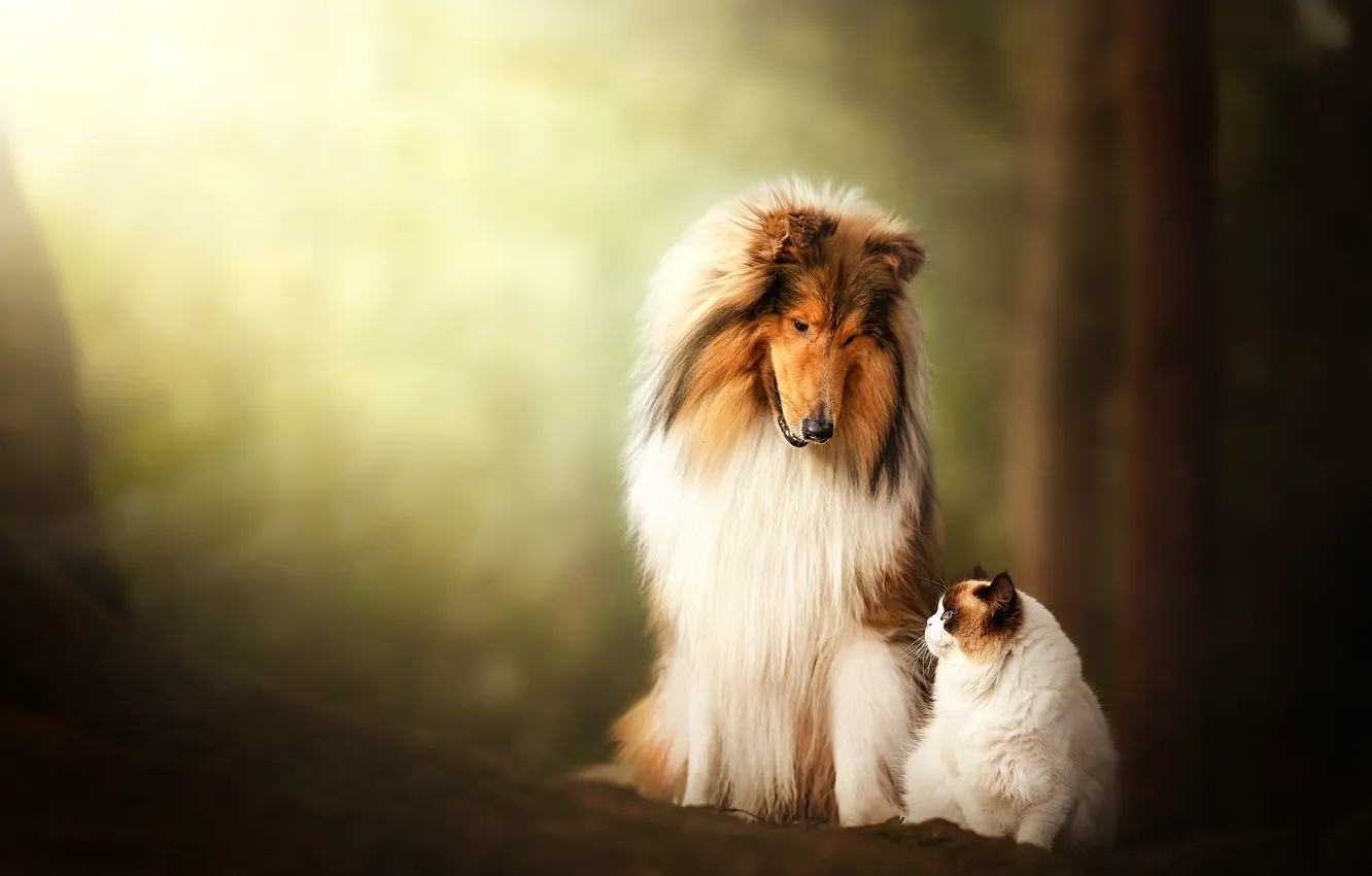 Фото обои лес, кошка, кот, свет, природа, вместе, собака, парочка