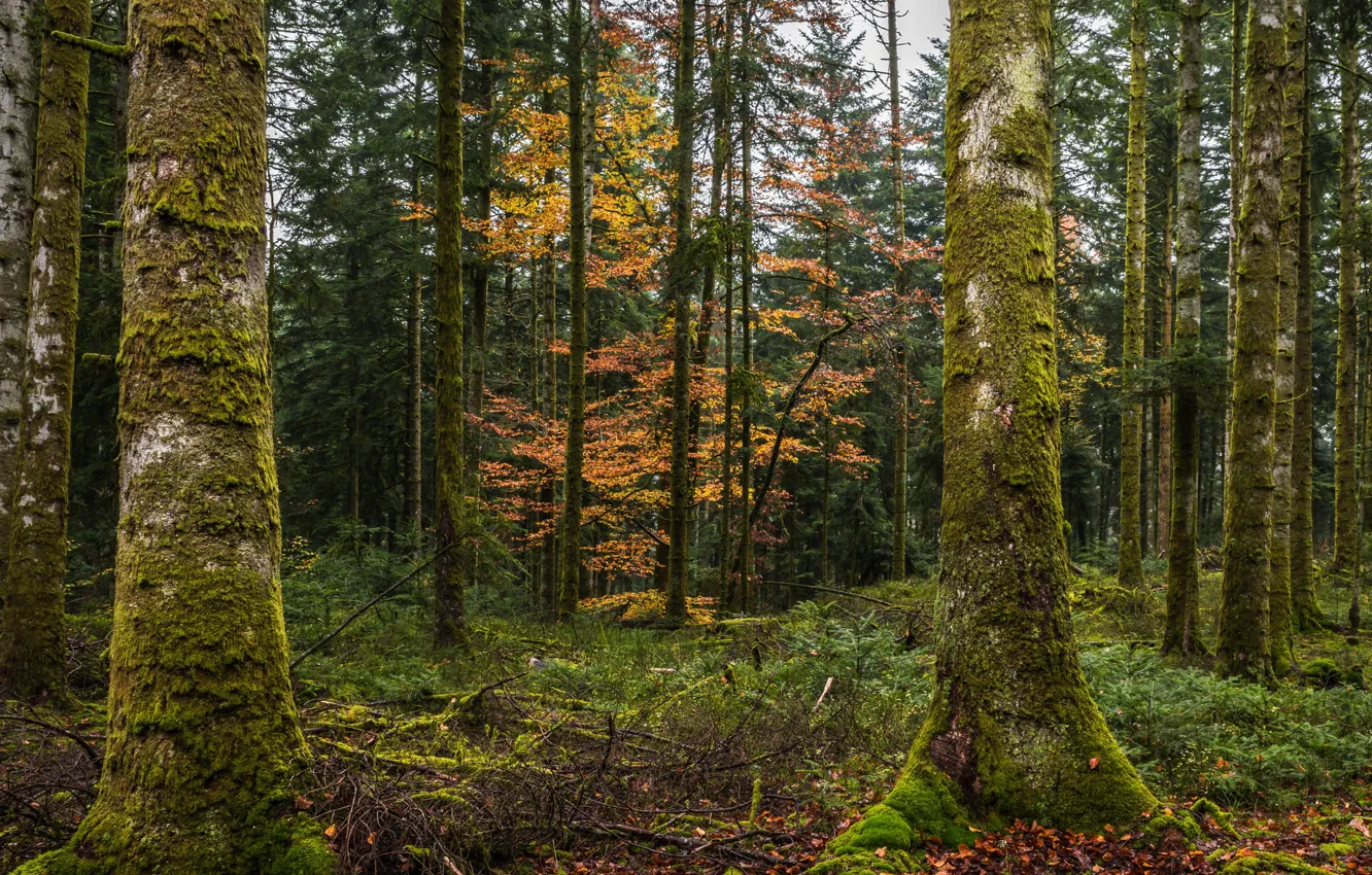 Фото обои осень, лес, деревья, мох