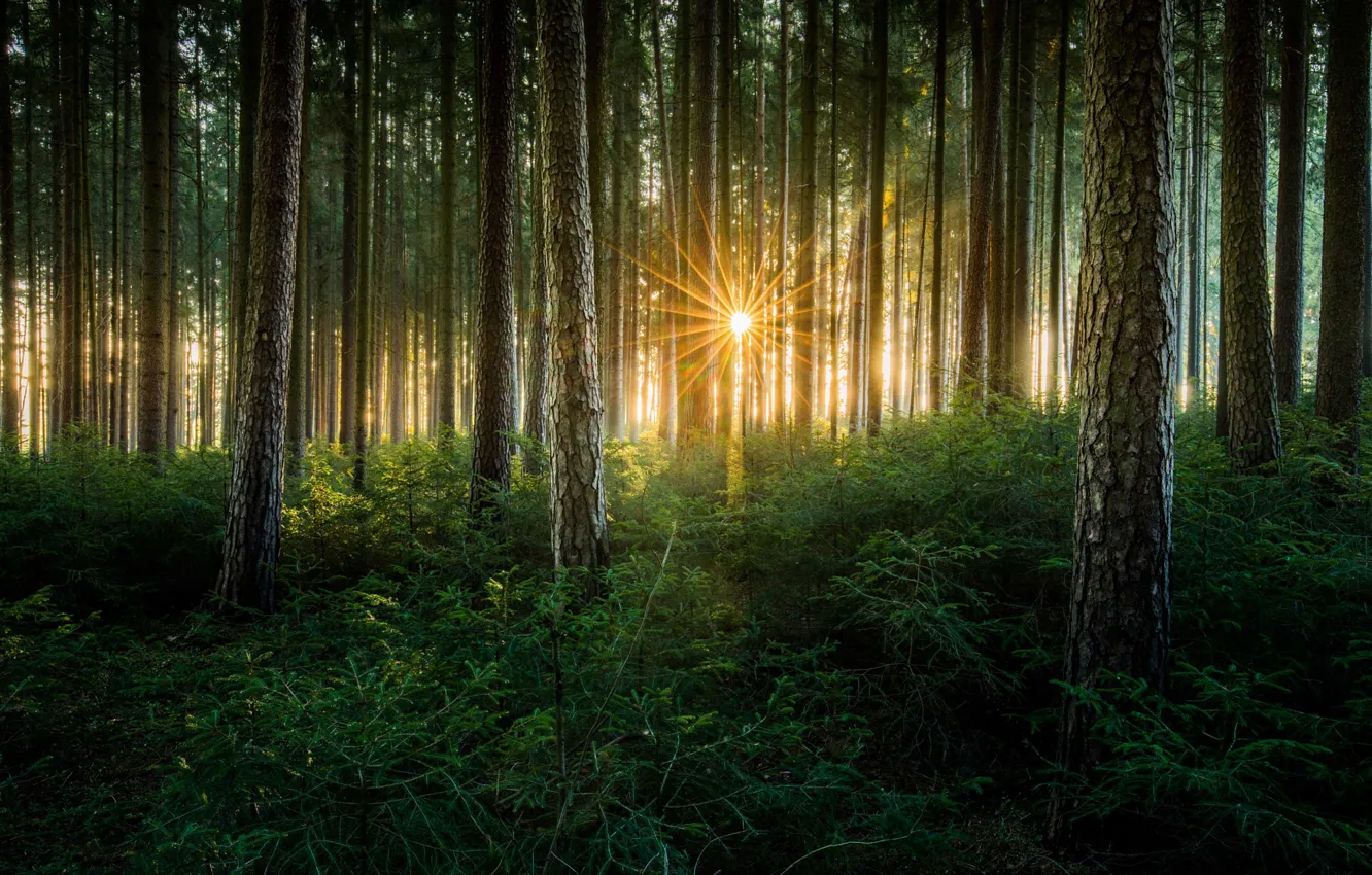 Фото обои лес, солнце, лучи, свет, деревья, природа