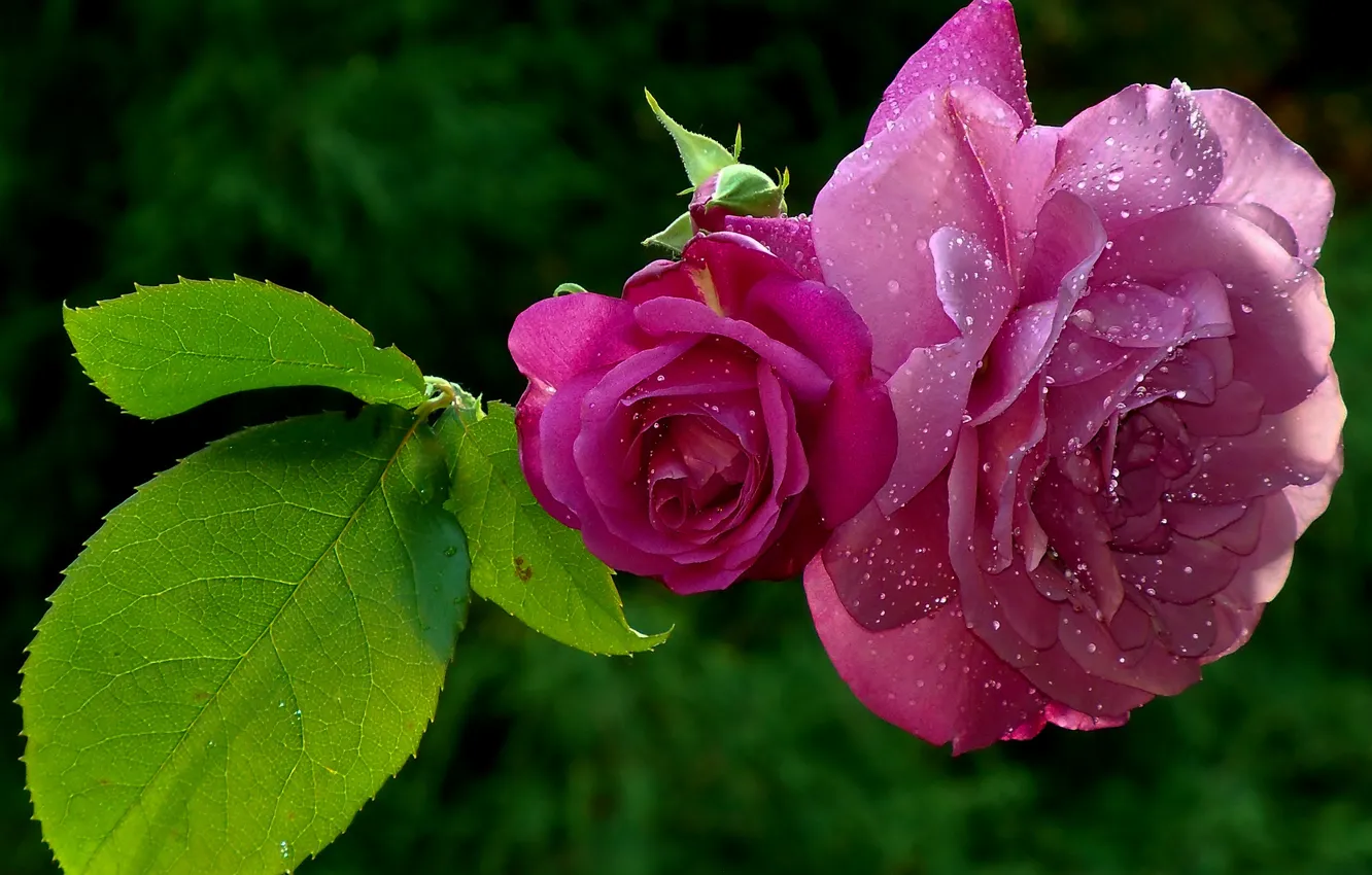Фото обои листья, капли, роса, розы, лепестки