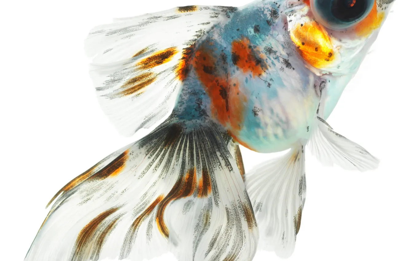 Фото обои белый, оранжевый, фон, голубой, рыбка, рыба, прозрачная, разноцветная