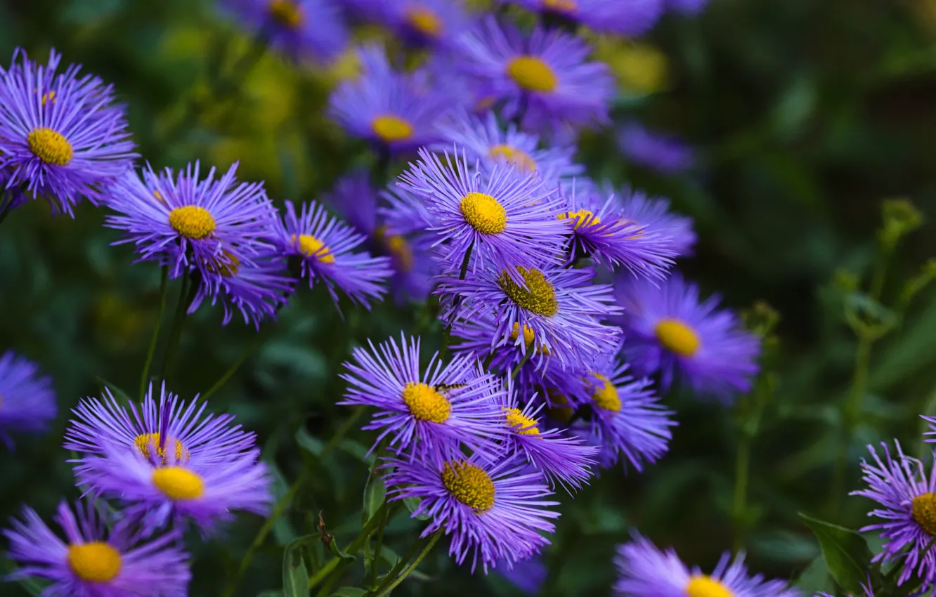 Фото обои цветы, сад, клумба, кусты, сиреневые, боке, астры