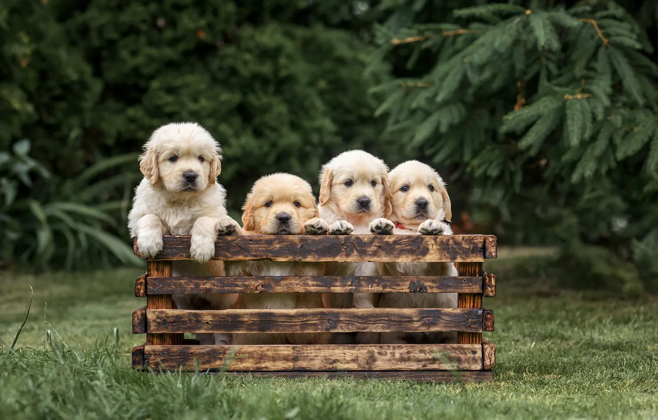 Фото обои собаки, щенки, ящик, квартет, Голден ретривер, Золотистый ретривер, Виктория Дубровская