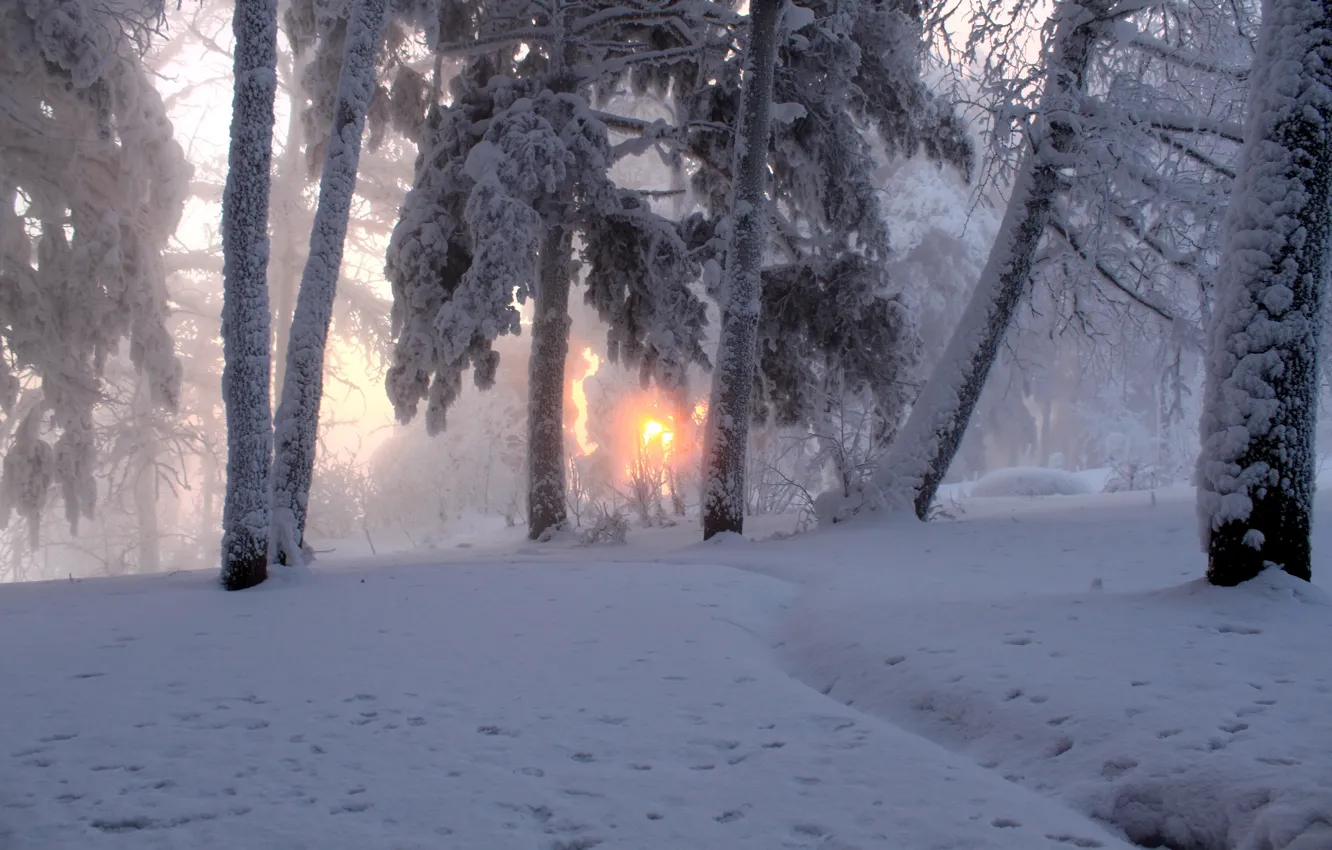 Фото обои зима, солнце, снег, деревья, природа, туман, фото