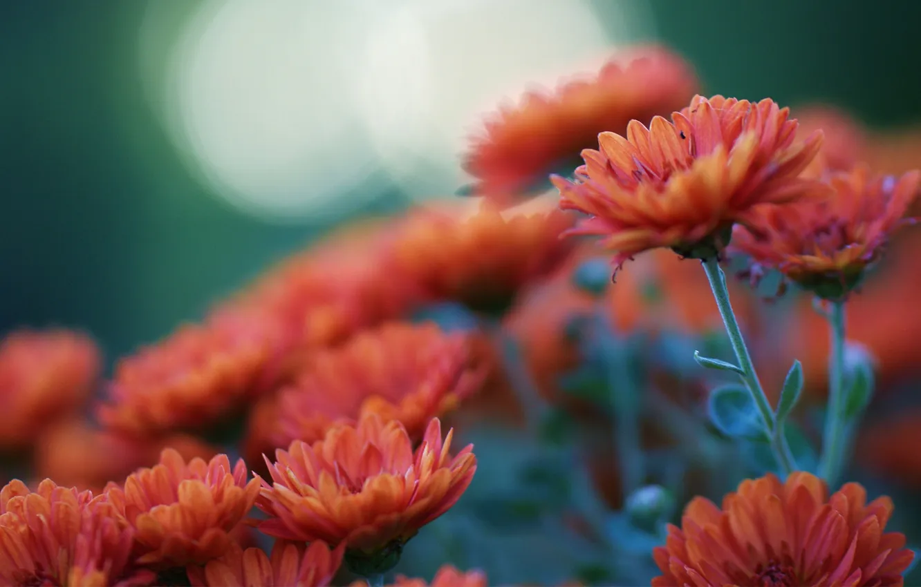 Фото обои цветы, оранжевая, фокус, размытость, хризантемы