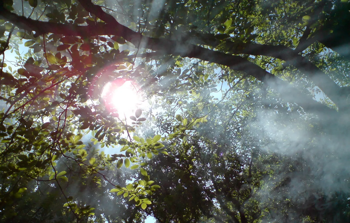 Фото обои лес, солнце, лучи, свет, деревья, ветки, листва