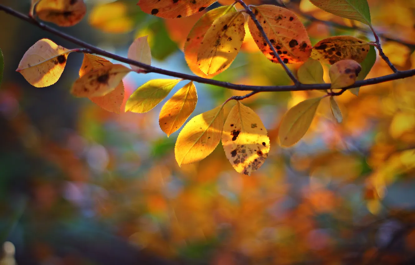 Фото обои осень, листья, ветка, боке