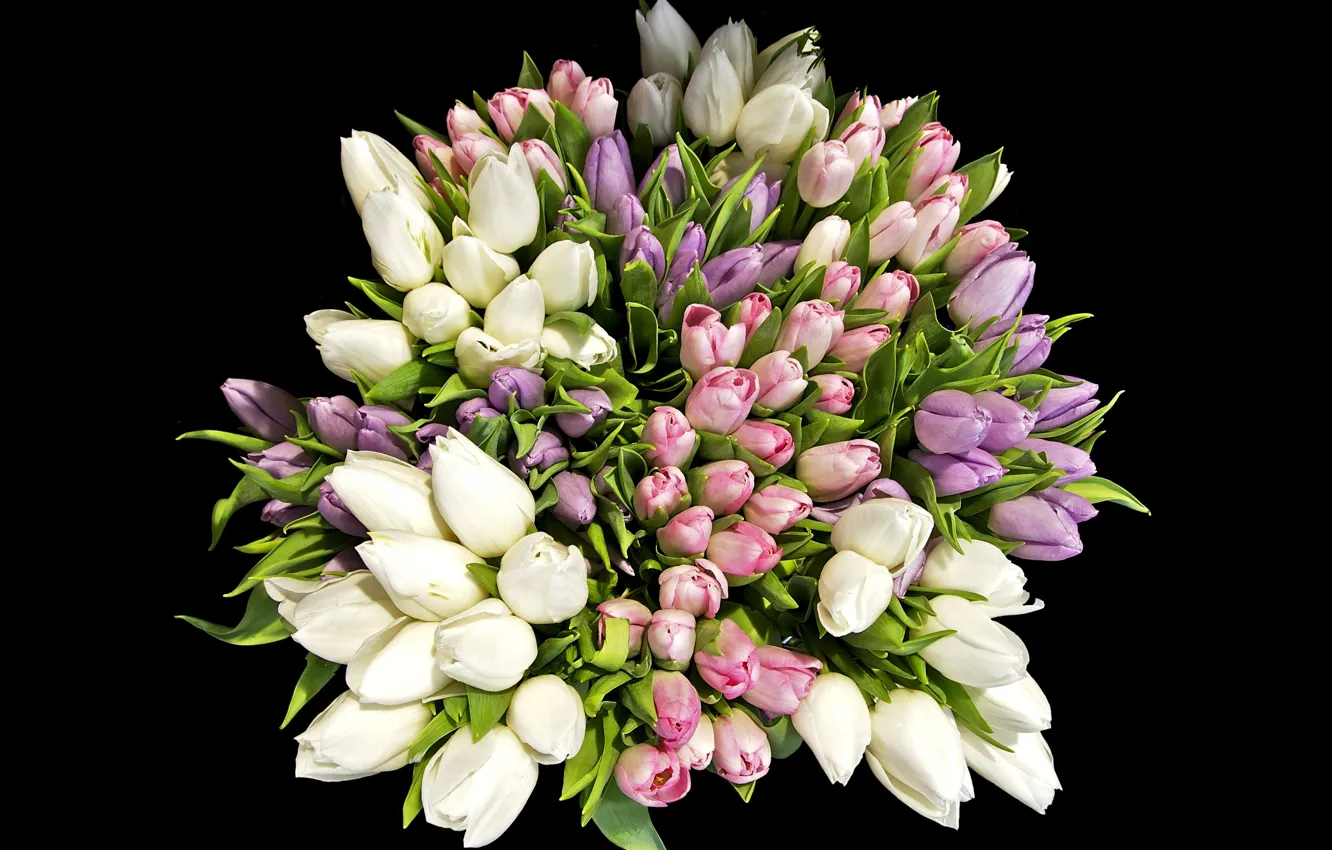 Фото обои фон, черный, тюльпаны, tulips, bouquets