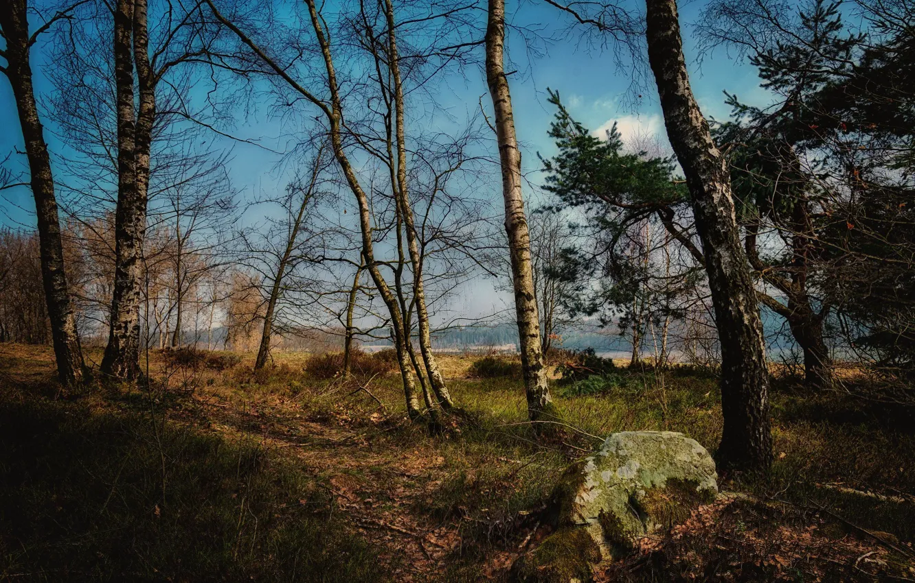 Фото обои осень, лес, трава, деревья, ветки, природа, синева, берег