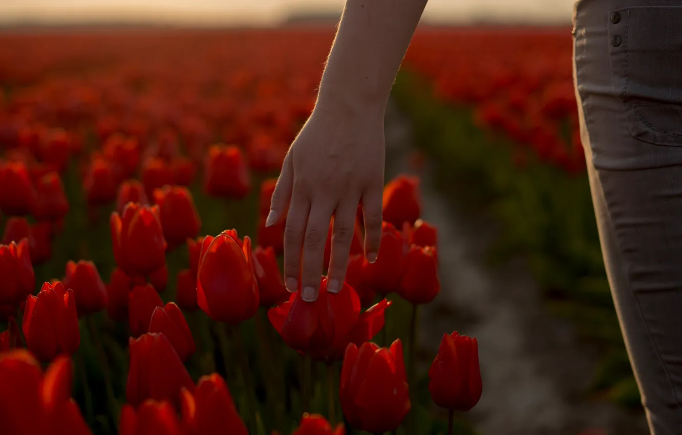 Фото обои поле, девушка, цветы, настроение, ноги, рука, джинсы, весна