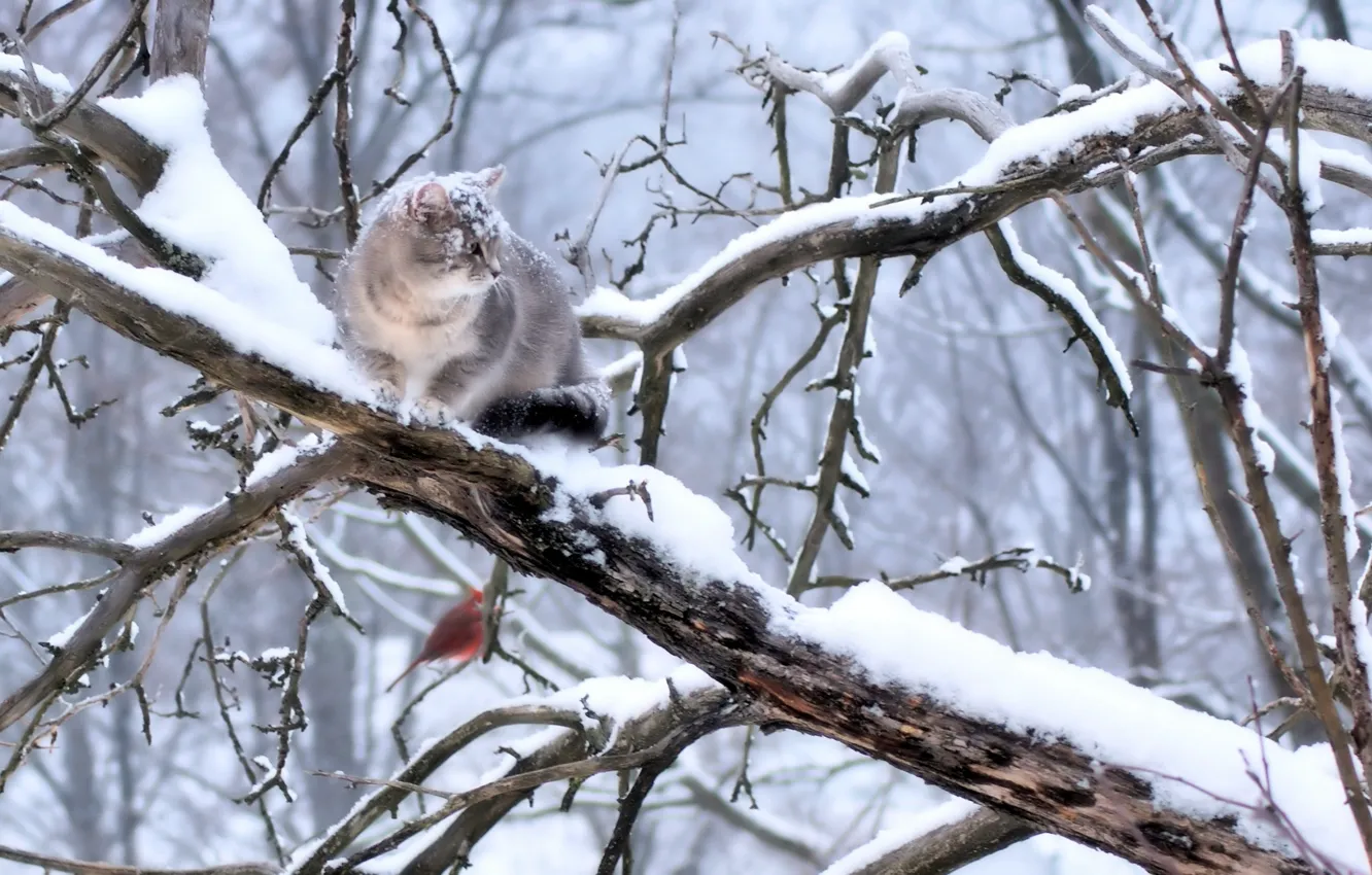 Фото обои снег, птичка, серый кот, сидит на ветке