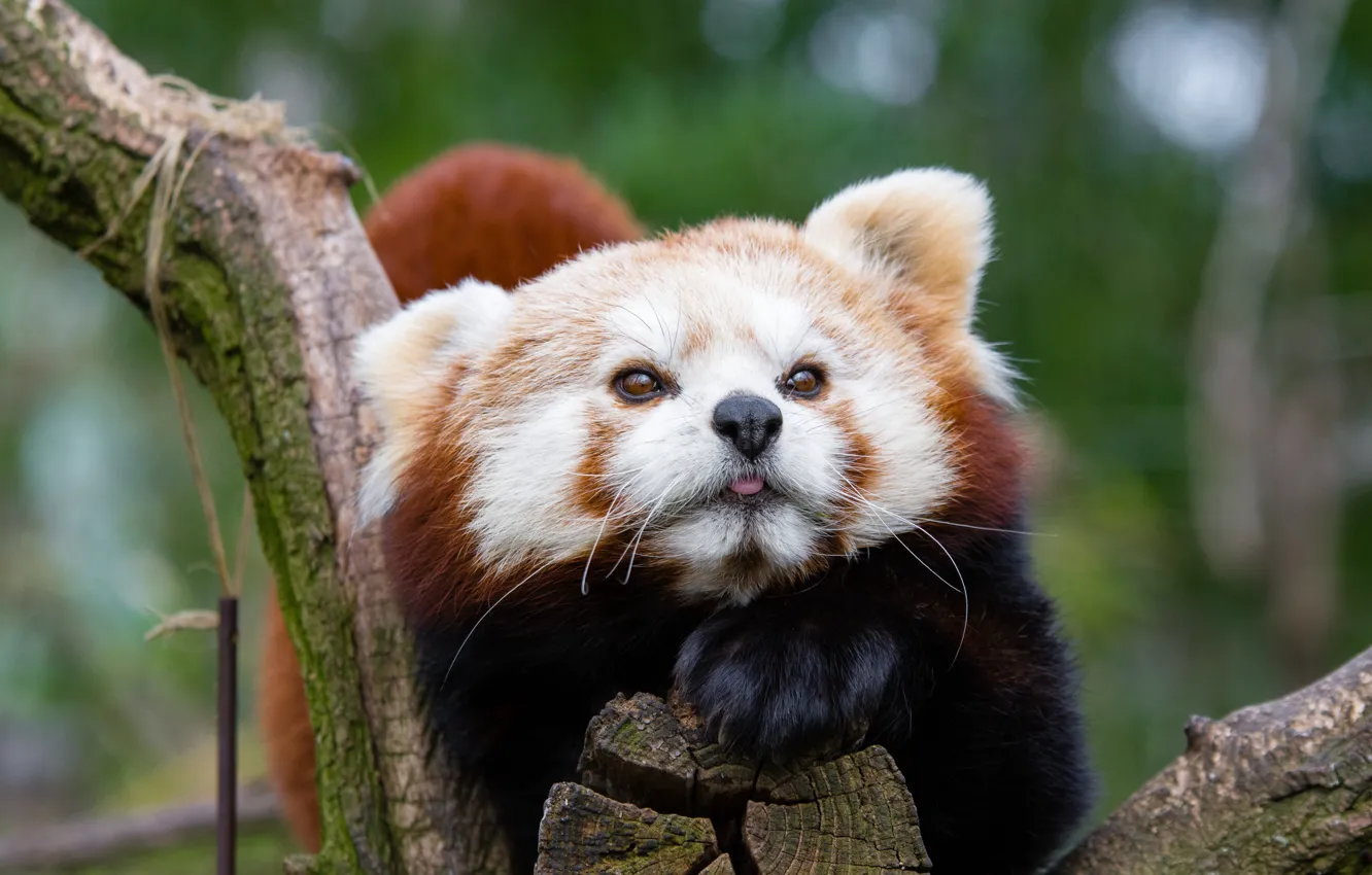 Фото обои морда, красная панда, малая панда, пятнистый
