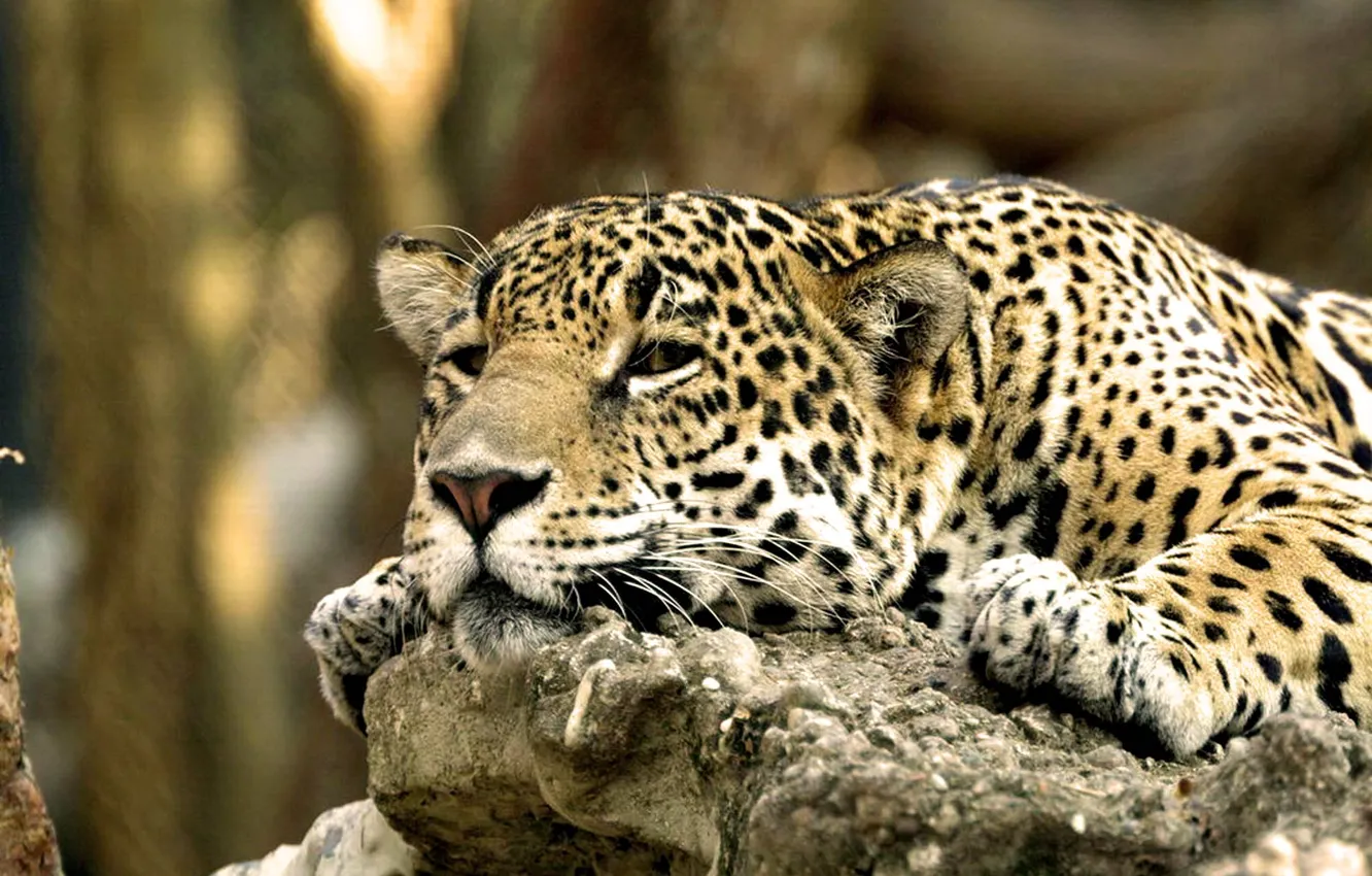 Фото обои морда, леопард, Lazy Leopard