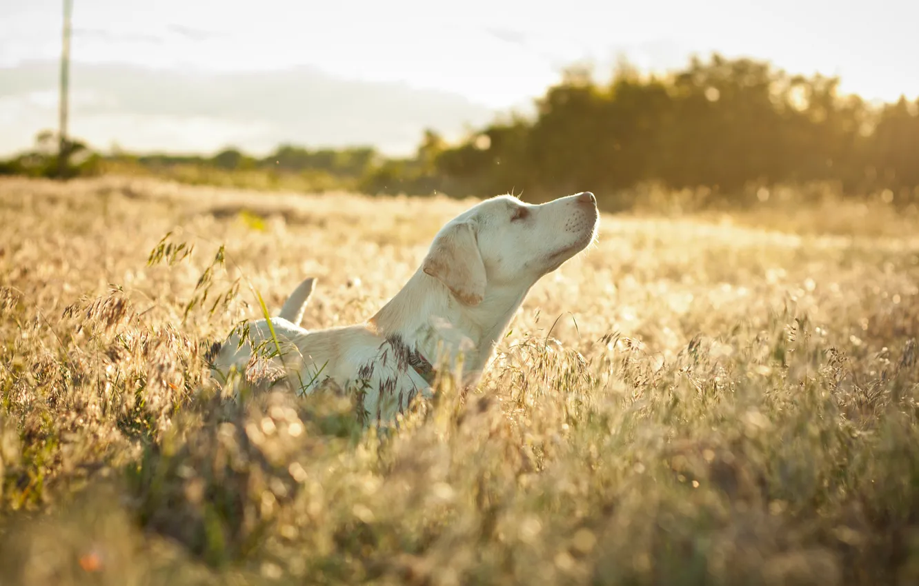 Фото обои поле, настроение, собака, трава сухая