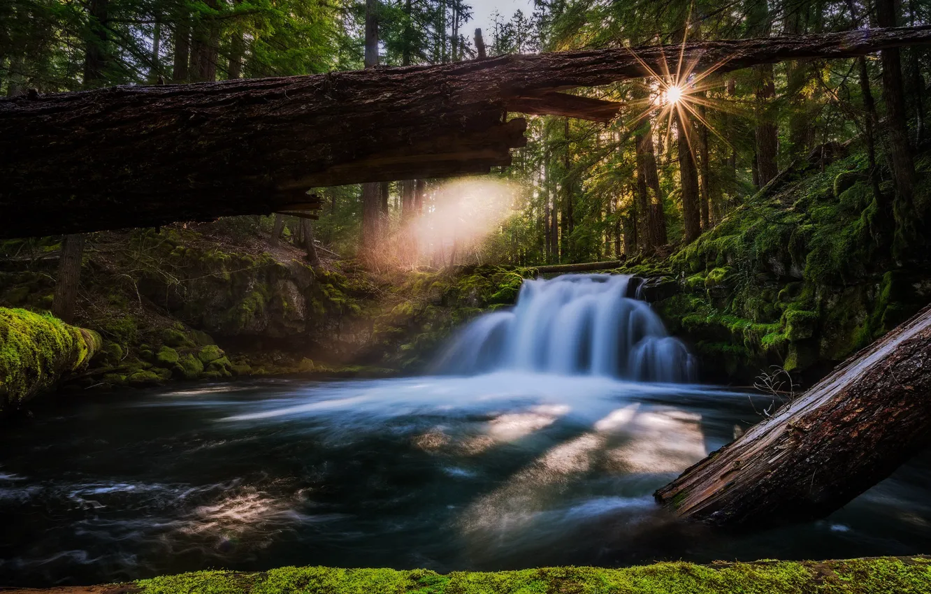 Фото обои лес, река, водопад, Орегон, Oregon, брёвна, Whitehorse Falls, Водопад Уайтхорс