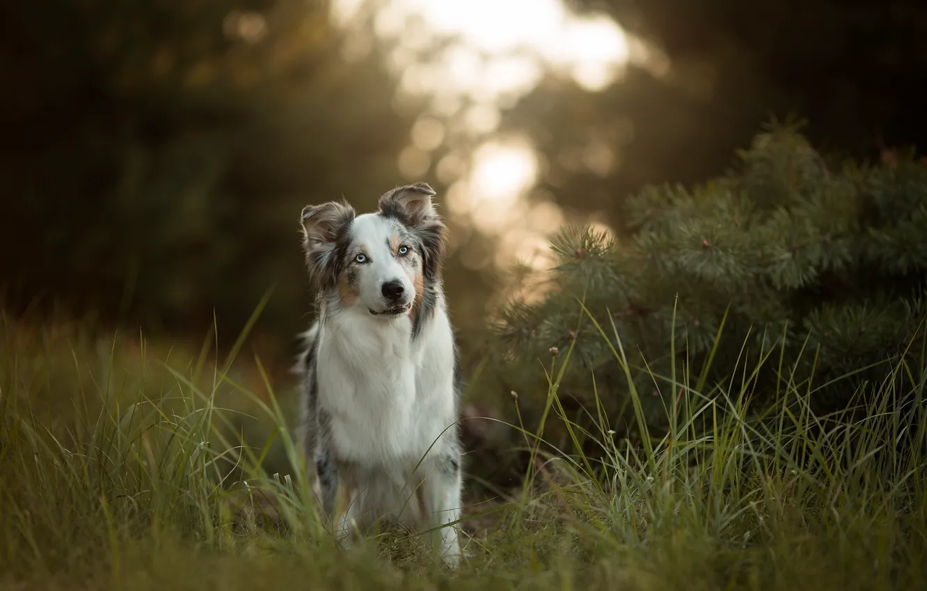 Фото обои трава, собака, Австралийская овчарка, Аусси