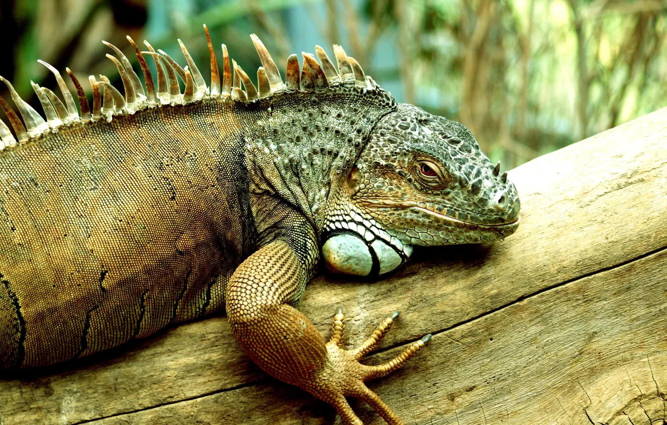 Фото обои tree, iguana, reptile, scales