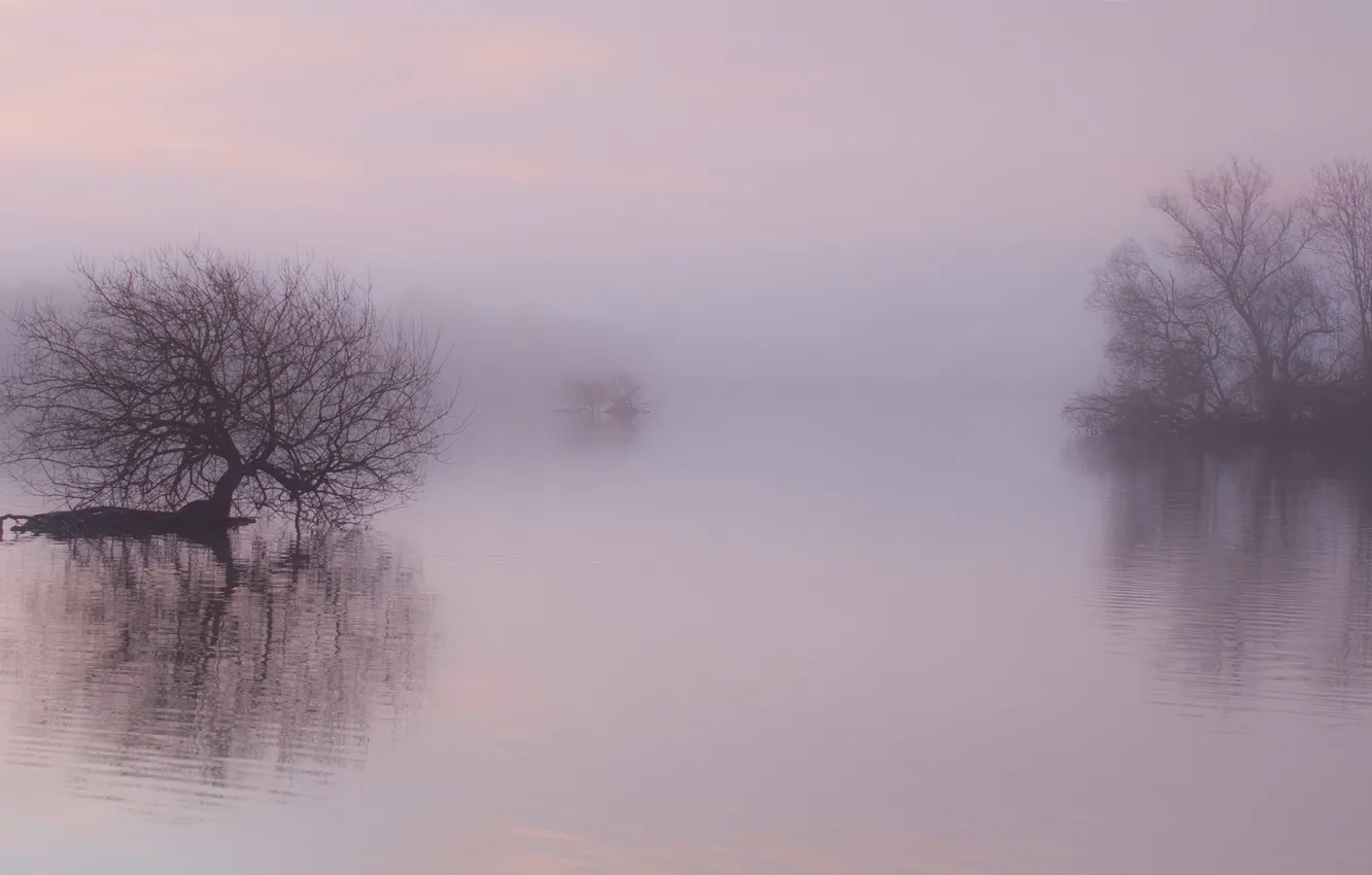 Фото обои вода, деревья, туман, озеро, отражение, рябь, утро