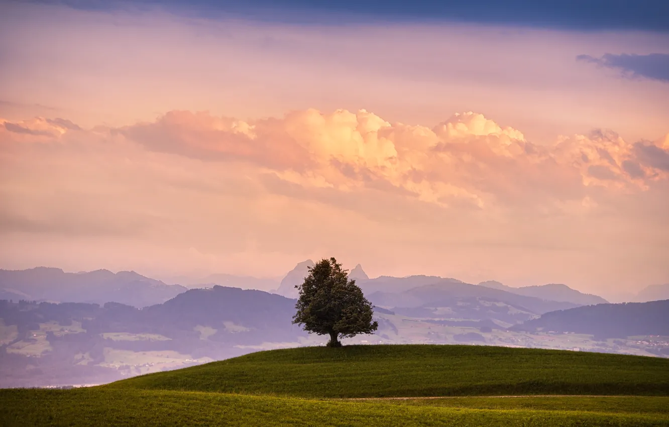 Фото обои поле, небо, трава, облака, горы, природа, дерево