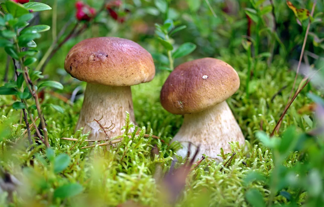 Фото обои грибы, парочка, боровики