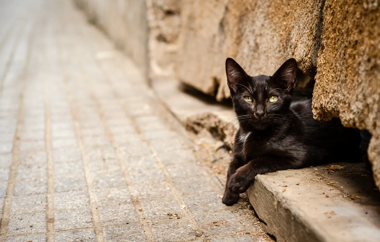 Фото обои кошка, кот, черный, лежит