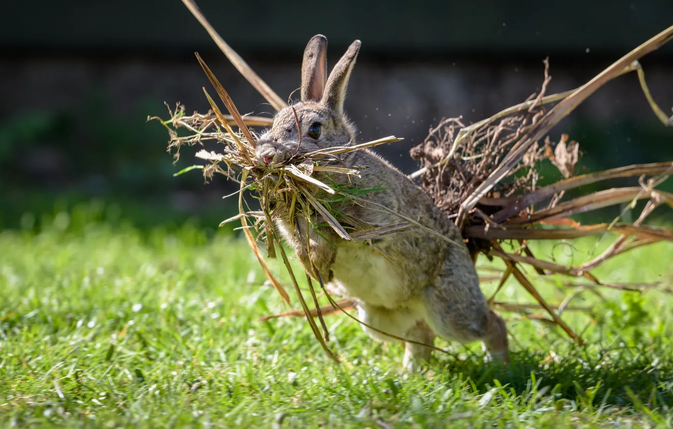 Фото обои трава, ситуация, кролик, гнездование