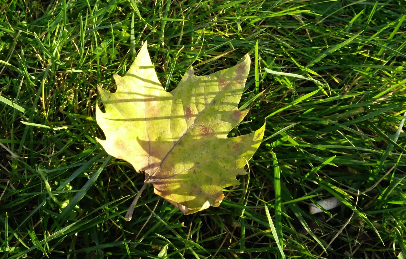 Фото обои осень, трава, макро, лист, grass, autumn, macro, leav
