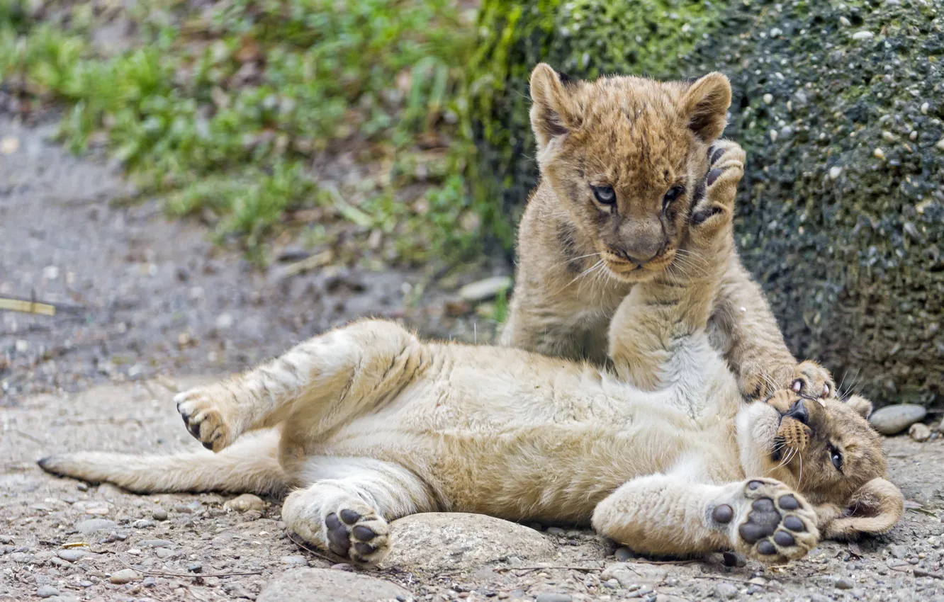 Фото обои кошки, игра, пара, детёныш, котёнок, львята, львёнок, ©Tambako The Jaguar