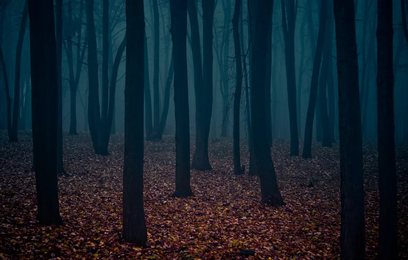 Фото обои листья, мрачный лес, стволы деревьев