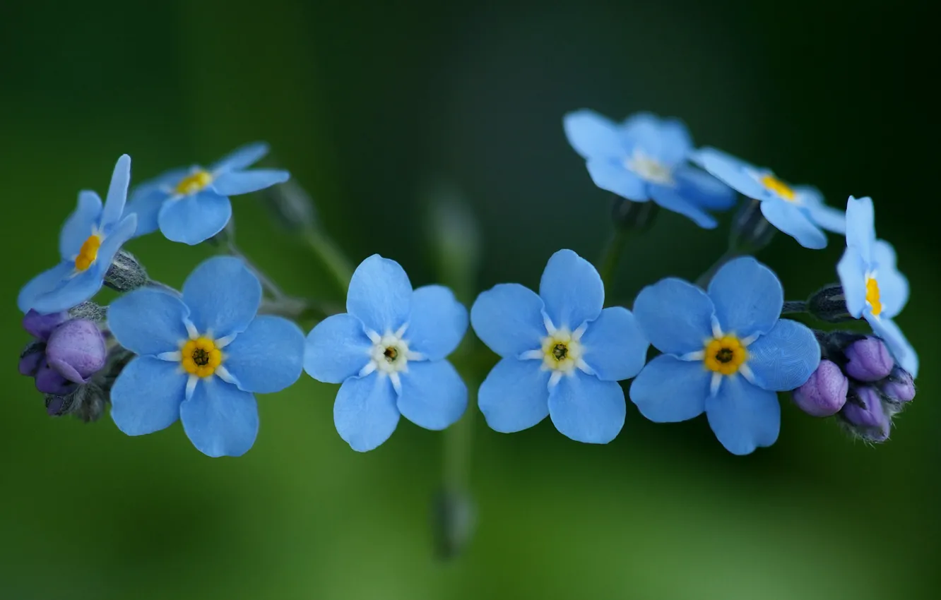 Фото обои макро, цветы, природа, растения, голубые, синие, незабудки