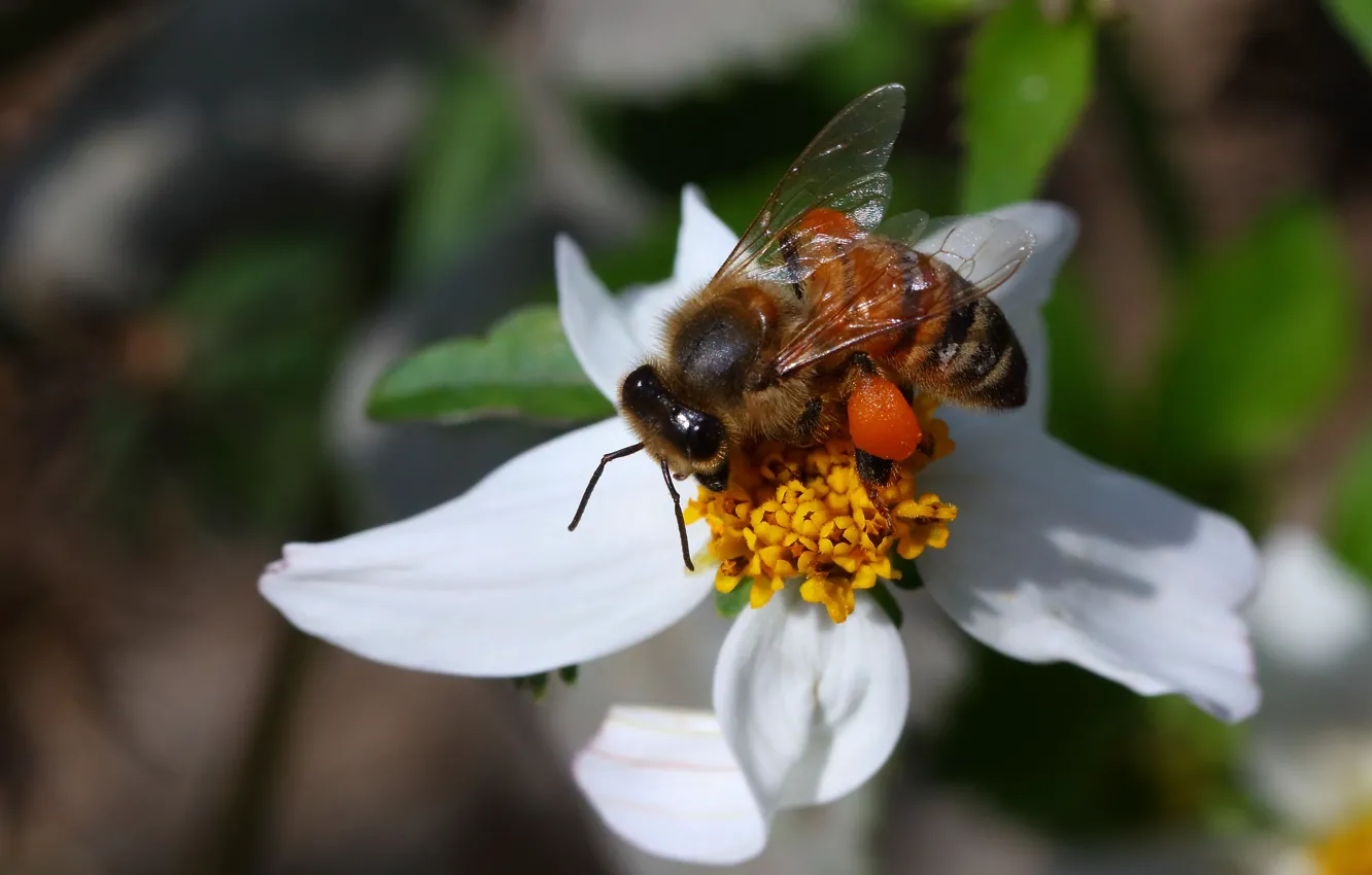 Фото обои цветок, пчела, лепестки