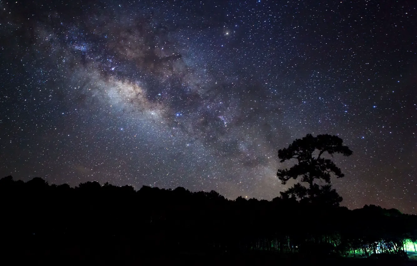 Фото обои звезды, деревья, ночь, природа, фон, дерево, widescreen, обои