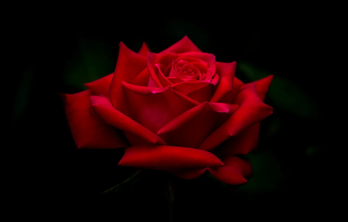 Фото обои красный, роза, красавица
