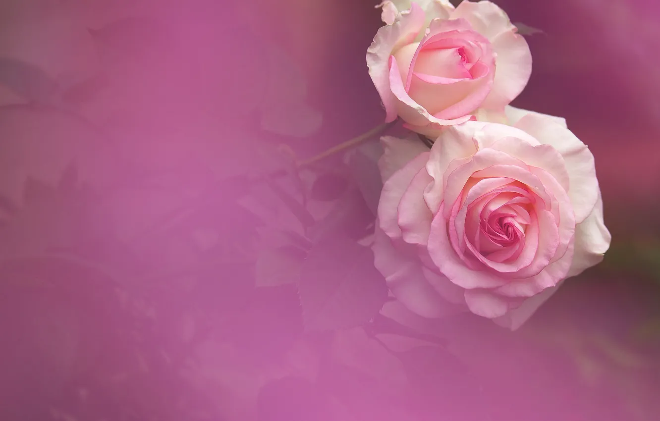 Фото обои фон, нежность, розы, дуэт, бутоны