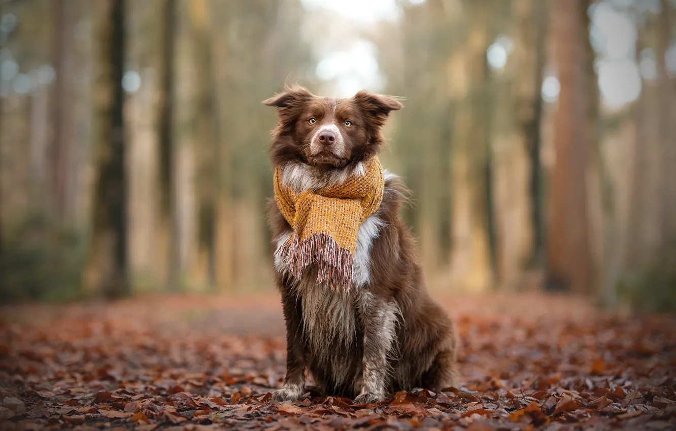 Фото обои осень, лес, деревья, парк, листва, собака, шарф, рыжая