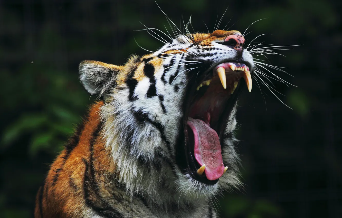 Фото обои тигр, пасть, клыки