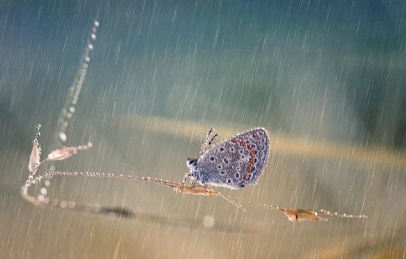 Фото обои капли, блики, дождь, бабочка, травинка