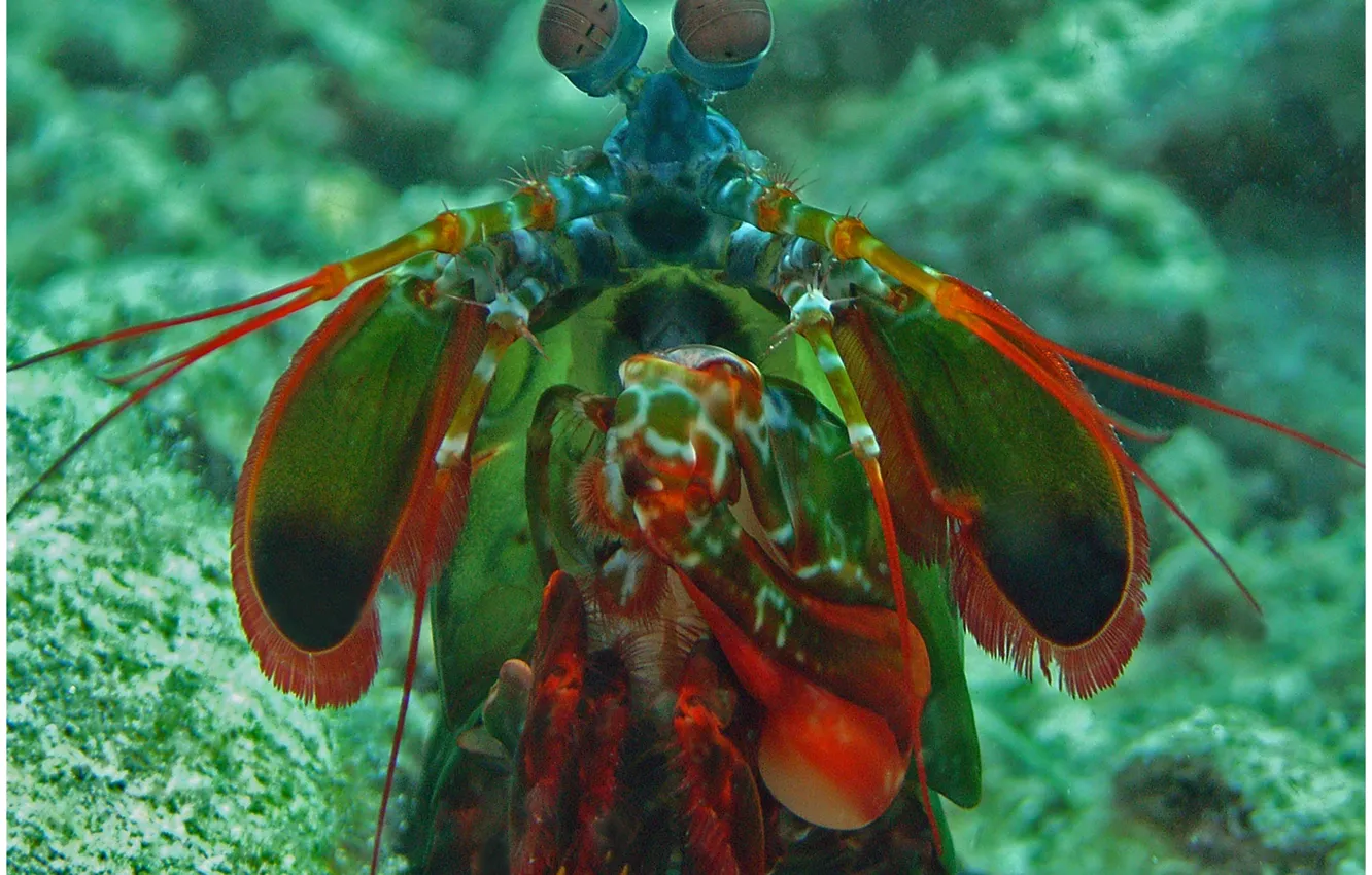 Фото обои underwater, sea, ocean, marine, animal, funny, behavior, shrimp