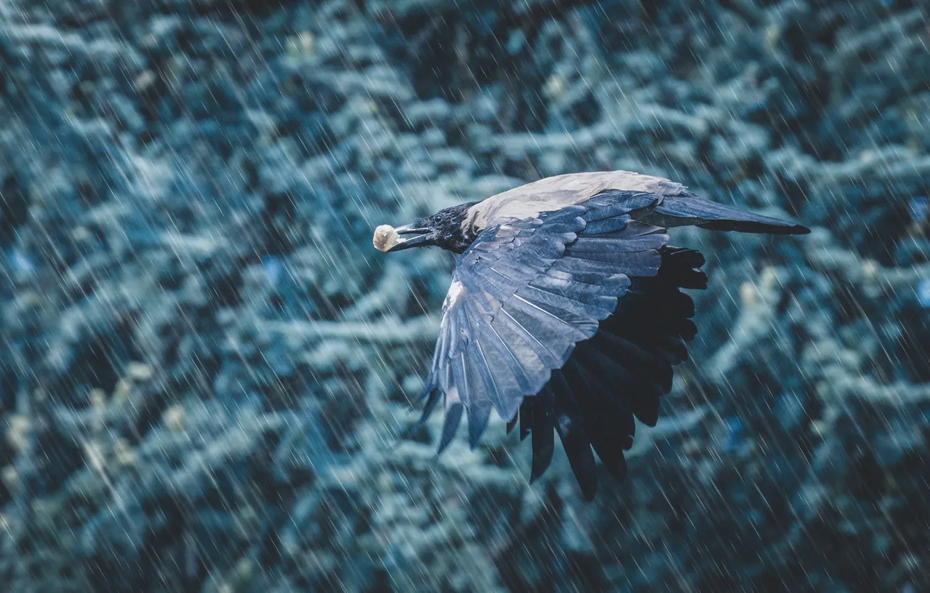 Фото обои дождь, птица, крылья, полёт, добыча, крошка, Ворона