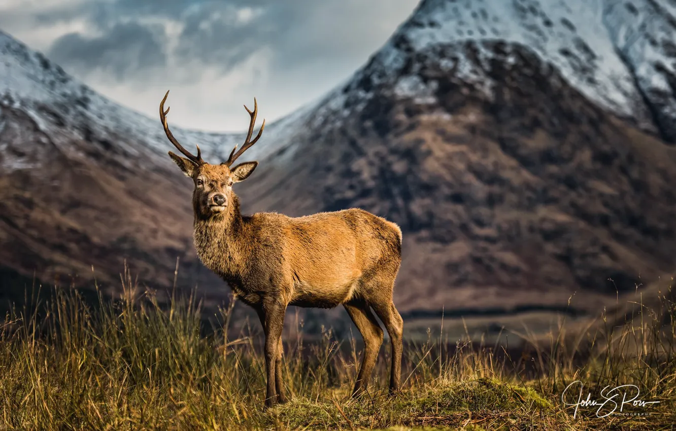 Фото обои горы, олень, Шотландия, Reindeer, photographer John & Pou, A Scottish icon, unspoiled Glen Etive