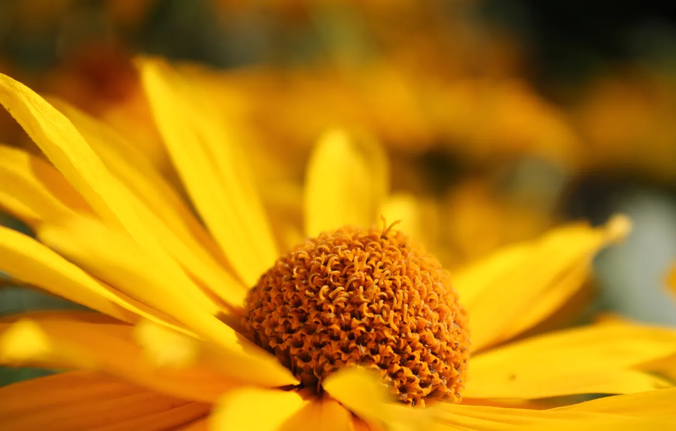 Фото обои цветок, жёлтый, лепестки, размытость