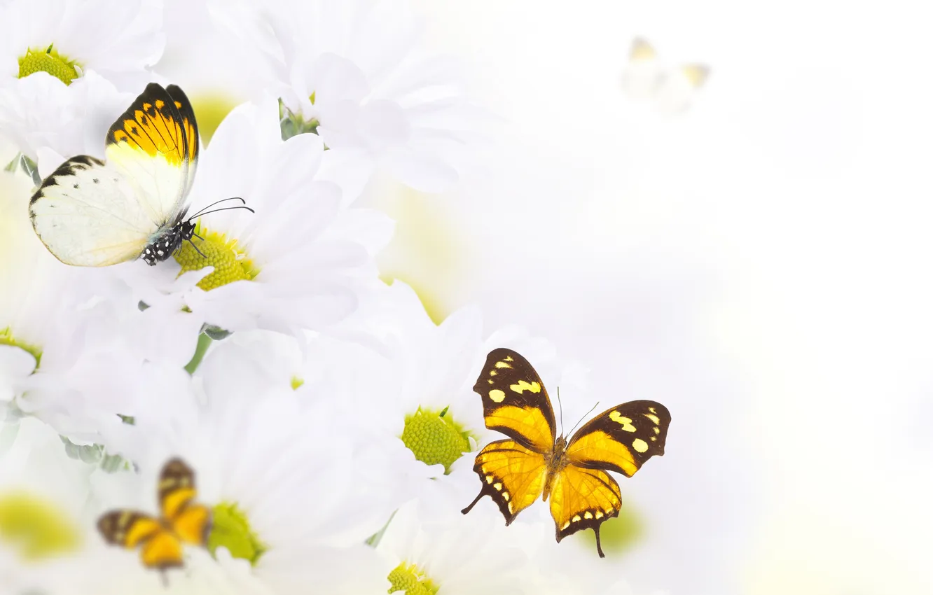 Фото обои бабочки, цветы, flowers, листики, leaves, веточки, butterflies, белые хризантемы