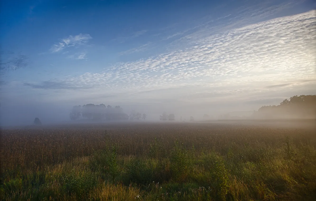 Фото обои поле, лето, деревья, туман, утро